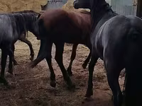 घोड़ा, Horse breed — फ़ोटो 6