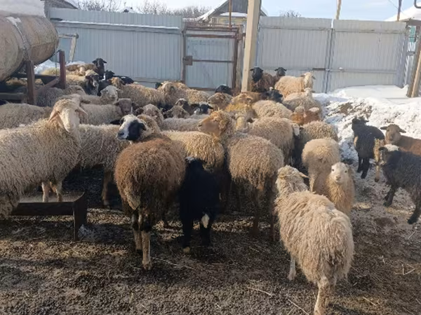 Хонь, Romanov sheep — Орос