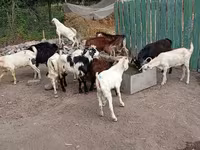 Billy Goat, Pomellata goat — photo 4