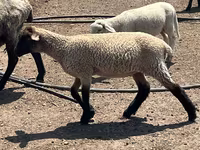 كبش, Hampshire sheep — الصورة 3