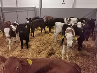 Toro, Ganado vacuno — foto 7