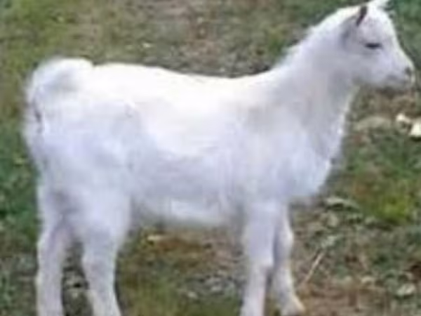 تيس, Saanen goat