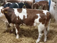 सांड, Simmental cattle — फ़ोटो 2