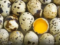 Chickens — Foto 1