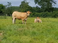 母牛, Cast cow — 照片 2