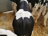Toro, Ganado vacuno — foto 4