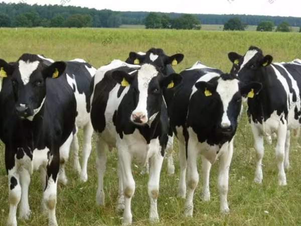 Cow, Holstein breed