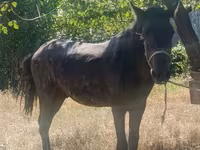 Адуу, French Trotter — 1 зураг