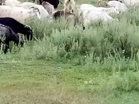 Cabra, Cabras — foto 1