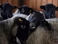 公羊, Edilbay sheep — 照片 7