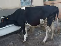 Kuh, Holstein-Rasse — Foto 1