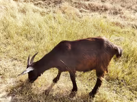 बकरी, Saanen goat — फ़ोटो 4