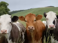 Toro, Swiss cattle — foto 5