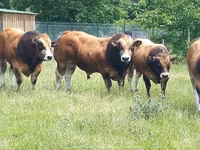 Бух, Partenaise cattle — 1 зураг