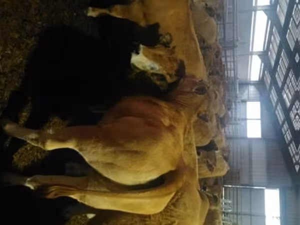Vaca, Aubrac cattle