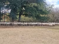 نعجة, Baerchuke sheep — الصورة 1