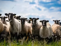 Carnero, Hissar sheep — foto 1