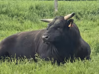 Үнээ, Вагю — 4 зураг
