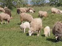 نعجة, Katum sheep — الصورة 5