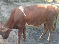 Bull, Cattle — photo 8