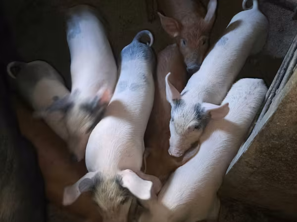 नर सूअर, सूअर