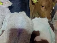 Toro, Vaca Limousin — foto 4
