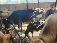 ثور, الماشية — الصورة 1
