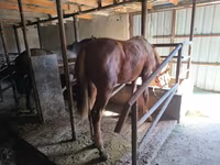 Адуу, Thoroughbred horse — 7 зураг