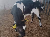 Vaca, Raza Holstein — foto 4