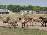 Carnero, Hissar sheep — foto 8