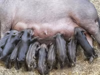 Eber, Schweine — Foto 6