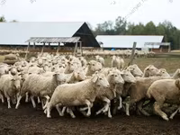 公羊, Edilbay sheep — 照片 3