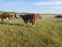 Vaca, Latvian Blue cattle — foto 2