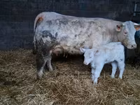 Toro, Charolais cattle — foto 4