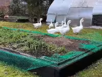 Geese — الصورة 2