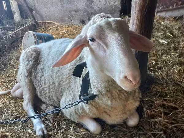 Хуц, Awassi sheep