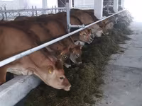 بقرة, Russian Black pied cattle — الصورة 7
