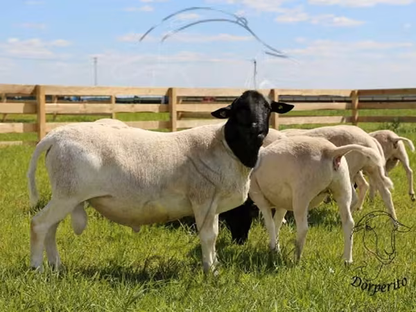 كبش, Dorper sheep