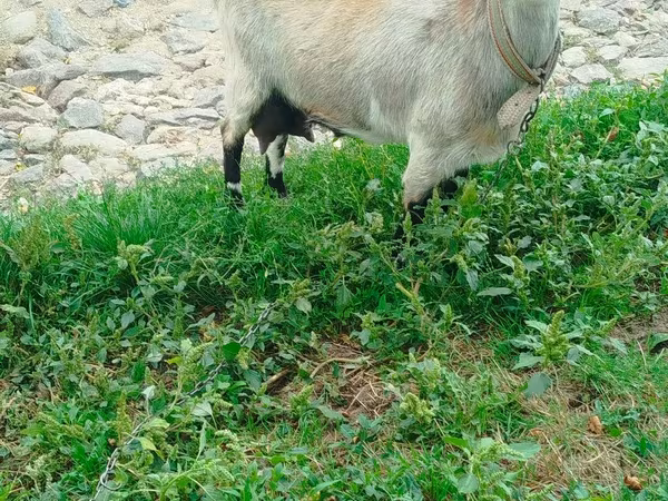 Goat, Goats