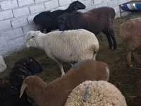 Oveja, Tian-Shan semifinewool sheep — foto 4