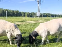 Carnero, Baerchuke sheep — foto 5