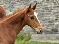 公马, Anglo-Arabian — 照片 1