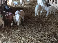 Oveja, Awassi sheep — foto 4