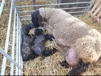 Carnero, Dorper sheep — foto 4