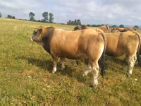 Бух, Aubrac cattle — 1 зураг