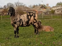 Cabro, Nubian Goat — foto 4