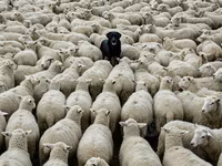 Sheep, Sheep — photo 2