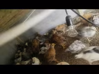 Chickens — Foto 1
