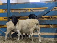 Carnero, Baerchuke sheep — foto 7