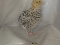 Quails — 6 зураг